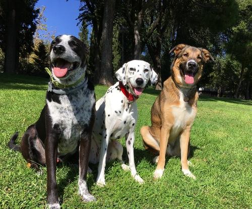 Bodie, Chloe y Bolo