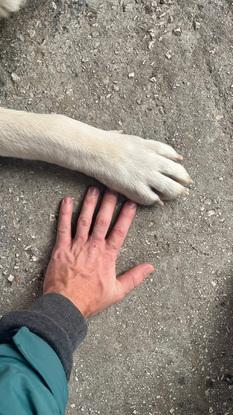 Paw