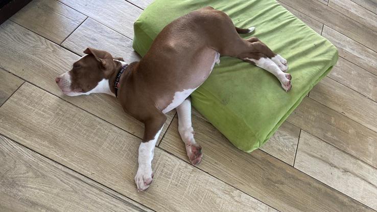 Max un pitbull recién nacido a quien cuidé un par de días 