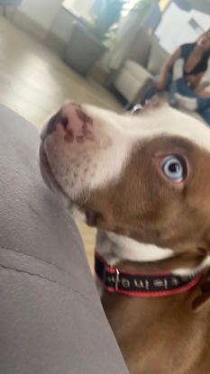 Un perrito juguetón y con mucha energía