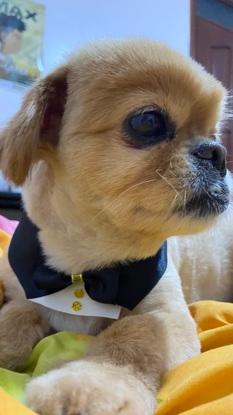 Tommy, pequinés elegante con quien he compartido 9 años de mi vida 
