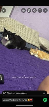 Estos son los gatitos que tengo a día de hoy en mi casa 