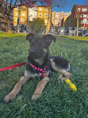 Este perrito lo cuidamos después de que lo atropellaran y lo abandonaran en una clínica 