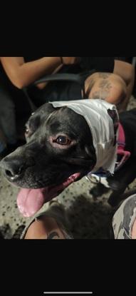Está foto es de cuando le operaron la orejita que tuvimos que hacere las curas y dar medicaciones se lo quedó mis tíos 