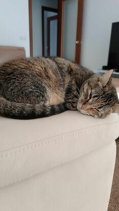 Kala durmiendo