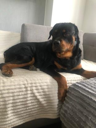 The dog I had