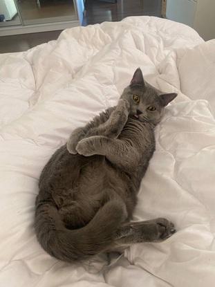 My cat