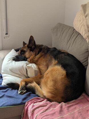Thor de siesta en su lado favorito del sofá