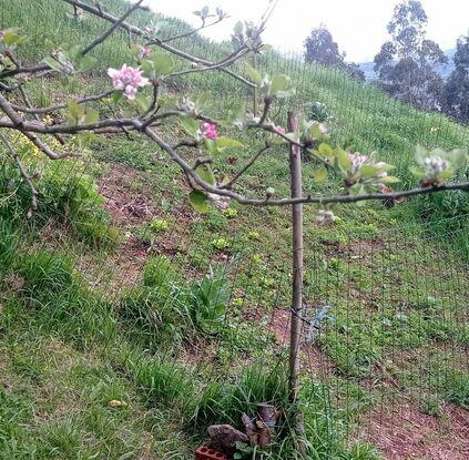 Finca
