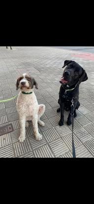Amigos