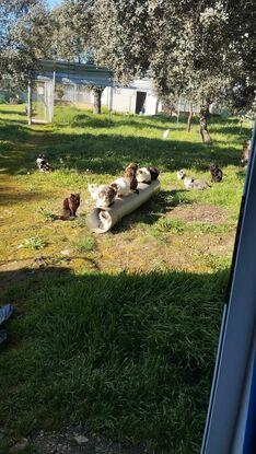 Los preciosos gatitos que cuido en el refugio