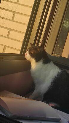 Mi gatita
