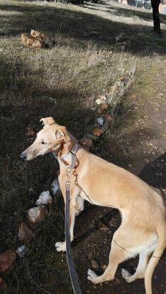 En el refugio paseando