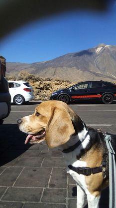 Rony de "guiri" por el Teide