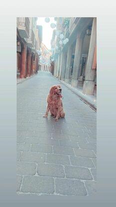 Mi compañero de vida