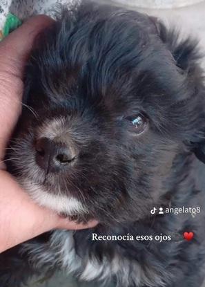 Mi mascota ✨se llamaba Barbarita