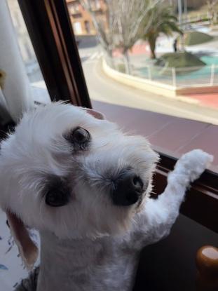 Perrito que cuide
