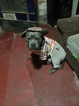 Perro de mi mamá
