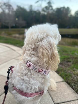 Paseo con Matilda