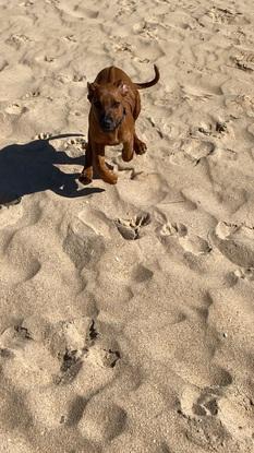 Jay en la playa