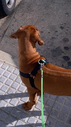 Jay de paseo