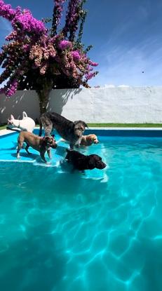 Algunos de nuestros huéspedes disfrutando de la piscina
