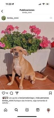 Mi perrita en la terraza