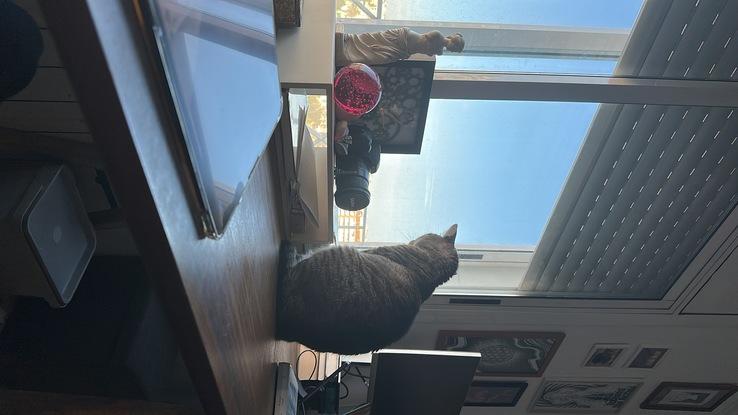 A mostro le gusta ver por la ventana mientras trabajo