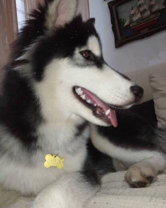 Odin