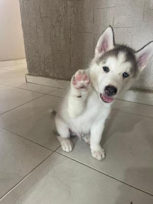 Max perro de entrenamiento