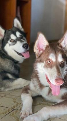 Apolo y un amigo Zeus