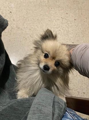 Perritos de menos de 5kg
