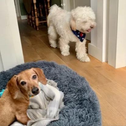 Dharma & Enzo