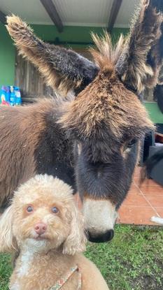 tele y chispi 