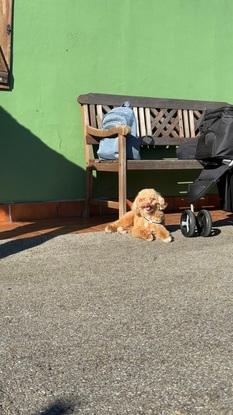 chispi tomando el sol