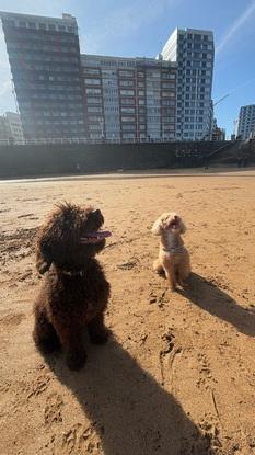 chispi con un amigo q hizo en la playa 