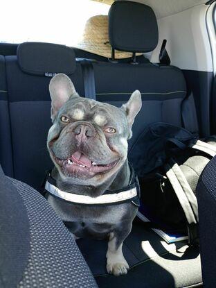 Zack de paseo