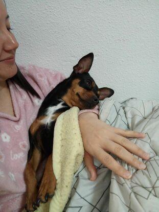 Teddy descansado en mi cama