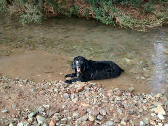 Yako feliz en el agua