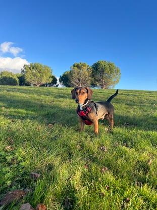 Mi compañero de aventuras