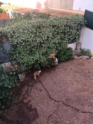Mi jardín