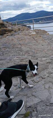 Paseo de 1 mascota