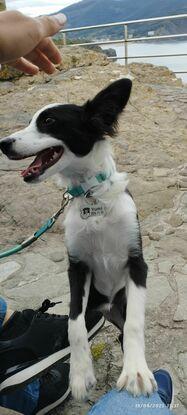 Paseo de 1 mascota