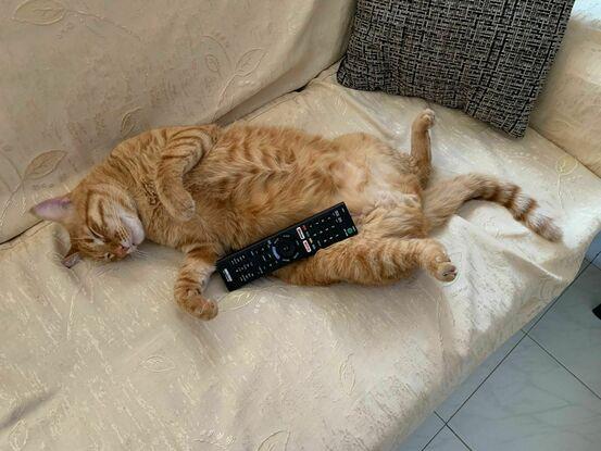 Michito descansando