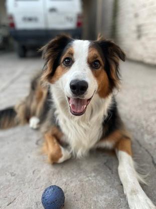 Otto