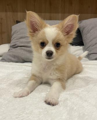Perro que cuido ocasionalmente