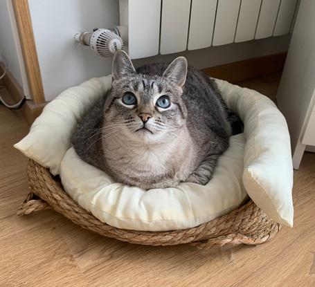 Mi gata