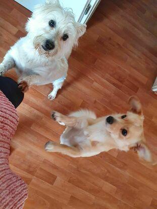 Luna y rocky