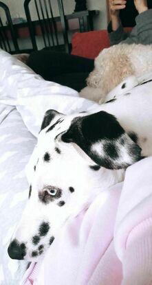Nala