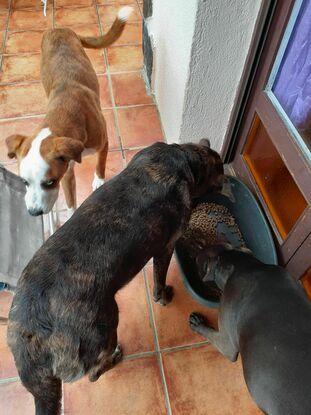 Rex,tauro,malu
